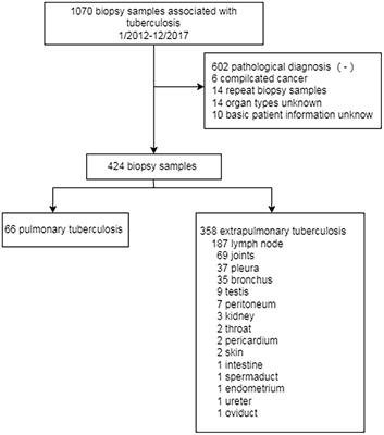 Automated quantitative assay of fibrosis characteristics in tuberculosis granulomas